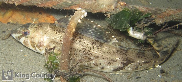 Photo of Hexagrammos stelleri